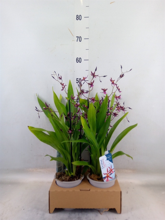 <h4>Orchideeen   ...</h4>