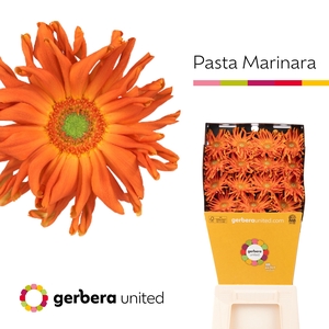 Gerbera Pasta Marinara Diamond