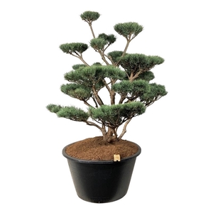 Pinus sylv. 'Watereri'