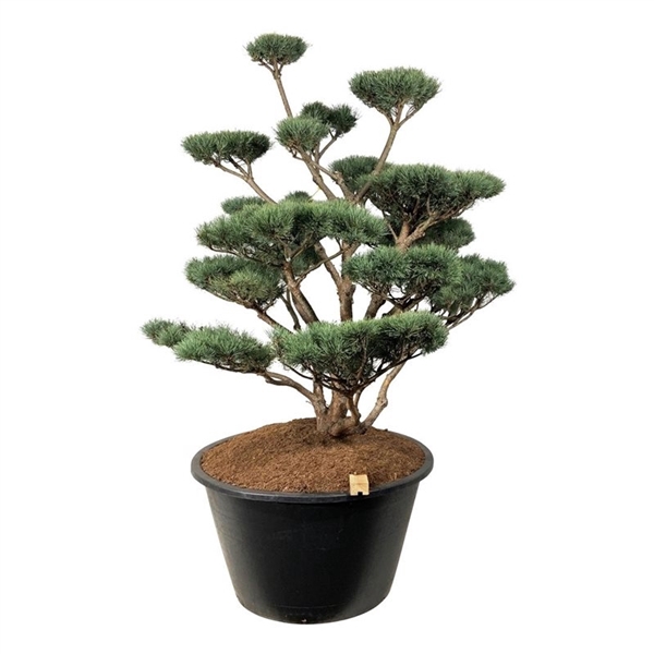 <h4>Pinus sylv. 'Watereri'</h4>