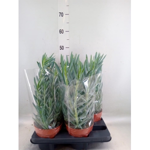 Curio ficoides 'Mount everest'