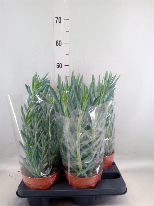 <h4>Curio ficoides 'Mount everest'</h4>