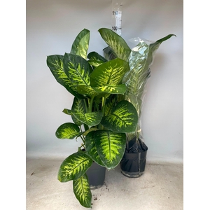DIEFF SE TROPIC SNOW
