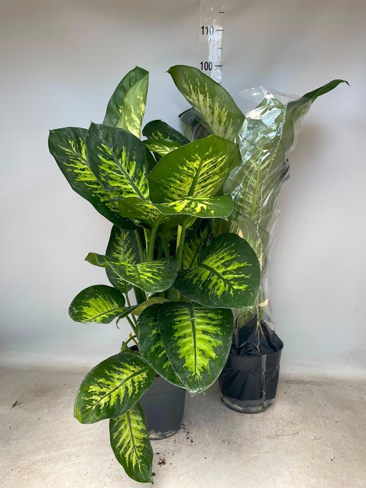 <h4>DIEFF SE TROPIC SNOW</h4>