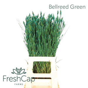 Bellreed Green