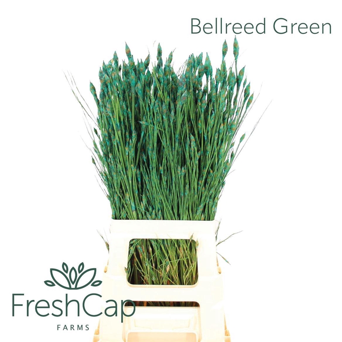 <h4>Bellreed Green</h4>