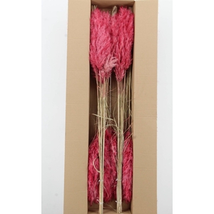 DF Pampas 115cm Dark Pink