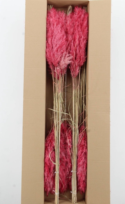 <h4>DF Pampas 115cm Dark Pink</h4>
