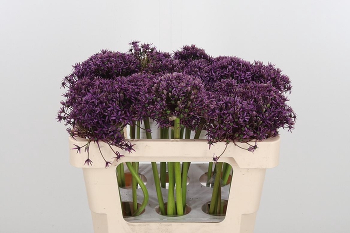 <h4>Allium Miami</h4>