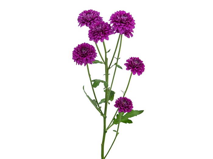 CRISANTEMO SANTINI MALABAR 080 CM VINHO