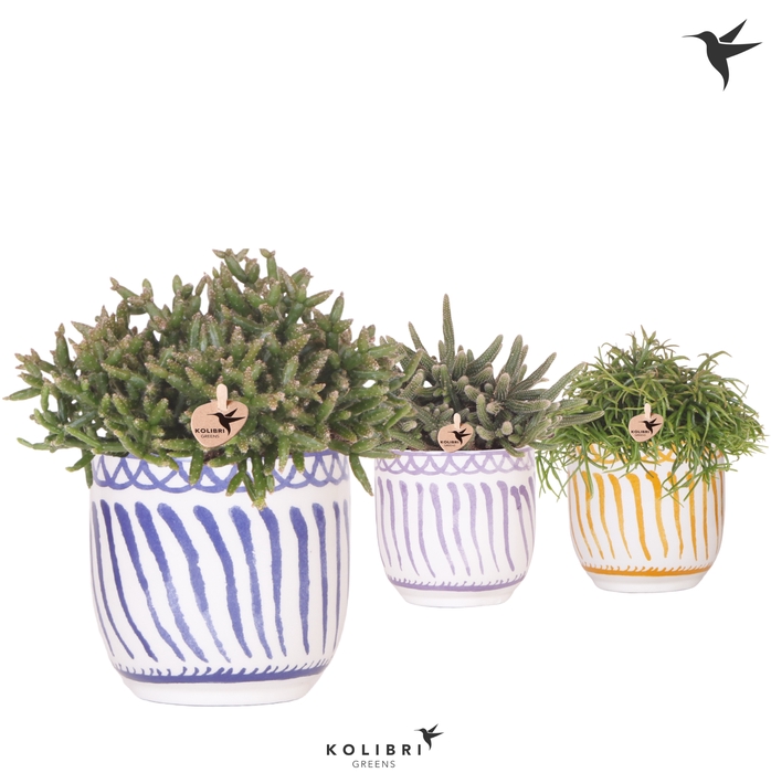 <h4>Rhipsalis Gemengd Keramiek Granada</h4>