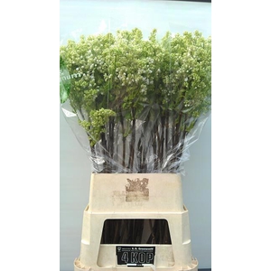 SYR V MME FL STEPMAN