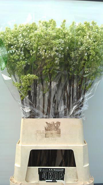 <h4>SYR V MME FL STEPMAN</h4>