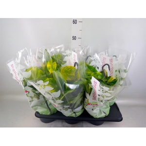 Epipremnum pinn.   HG