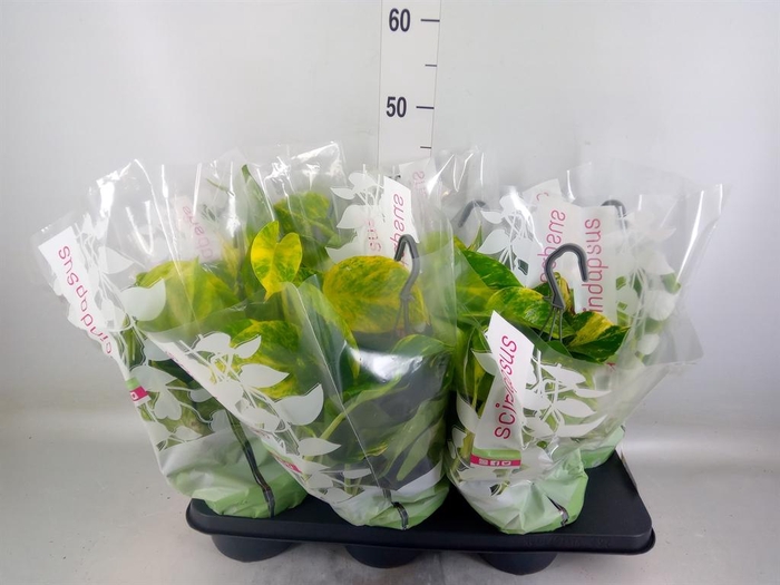 <h4>Epipremnum pinn.   HG</h4>