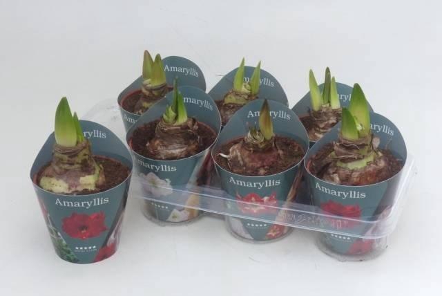 Hipp Gem 4 Srt In Potcover