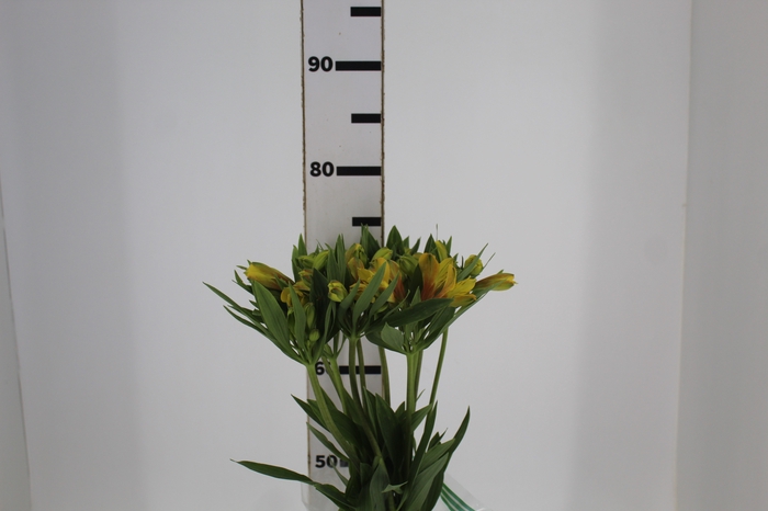 <h4>ALSTROEMERIA CARIBBEAN 080 CM</h4>