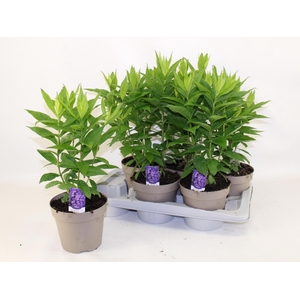 PHLOX P FAMOUS PURPL