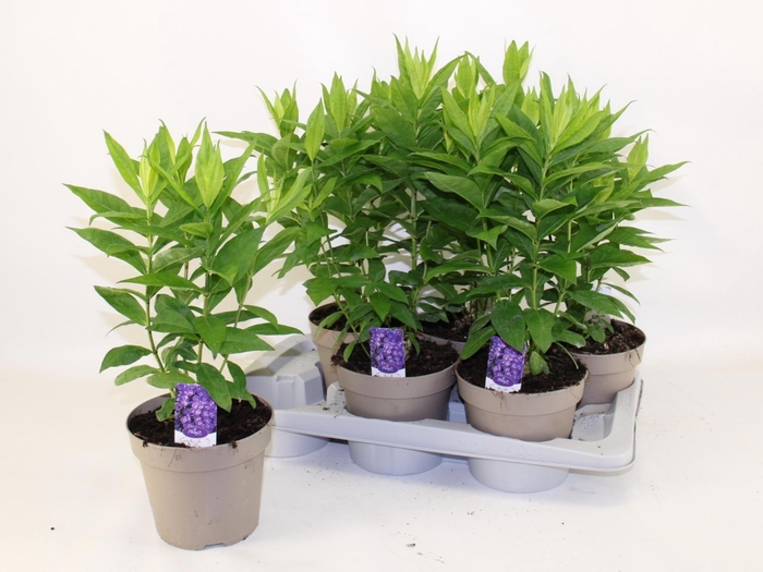 <h4>PHLOX P FAMOUS PURPL</h4>
