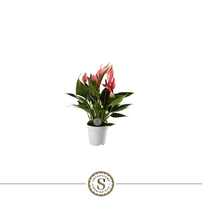 <h4>Anthurium Lilli rose Lilli Rosa</h4>
