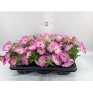 Petunia  'Cascadias'   ...mix
