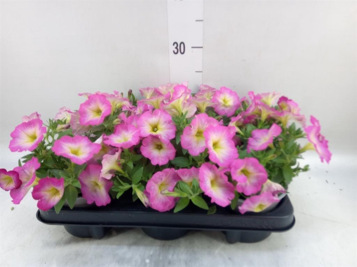 <h4>Petunia  'Cascadias'   ...mix</h4>