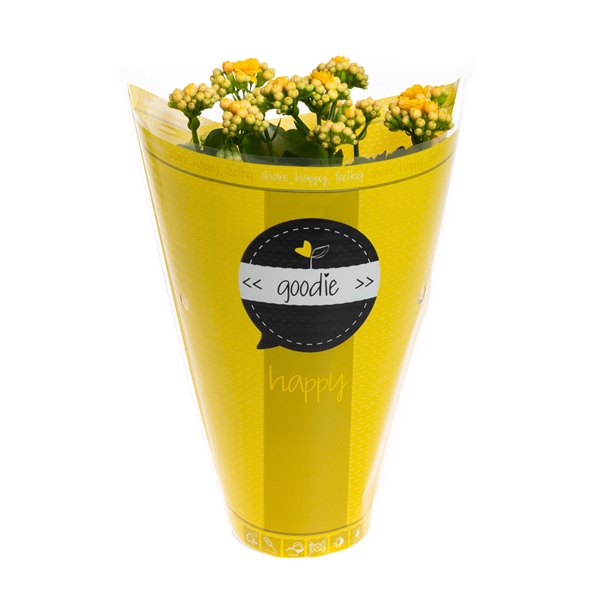 <h4>Kalanchoe gevuldbl. Rose Flowers Goodie Yellow</h4>