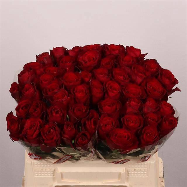 <h4>R GR MADAM RED</h4>