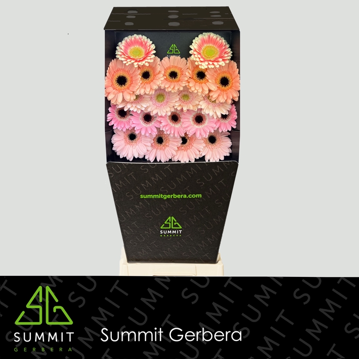 <h4>Germini Mix 3 kleuren Diamond per kaart</h4>