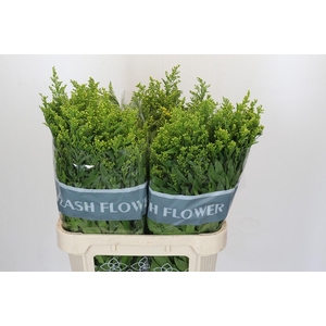 Solidago Golden Glory