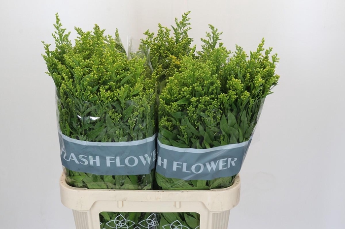 Solidago Golden Glory