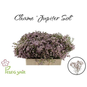 CHAME UN JUPITER SOL