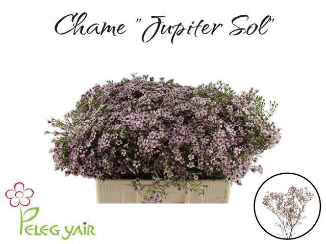 <h4>CHAME UN JUPITER SOL</h4>