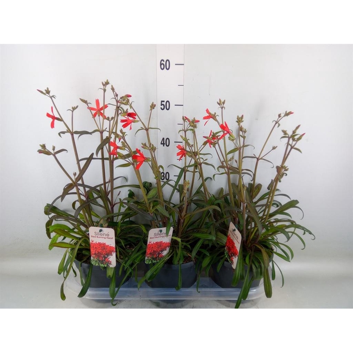 <h4>Silene   ...</h4>