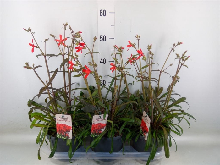 <h4>Silene   ...</h4>