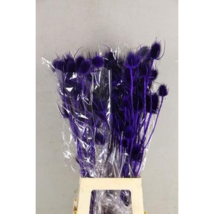 Df Dipsacus Purple Bs 130g