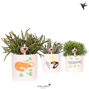 Kolibri Greens Rhipsalis mix in Fruits De Mer pot mix
