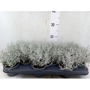 Leucophyta     [Calocephalus]