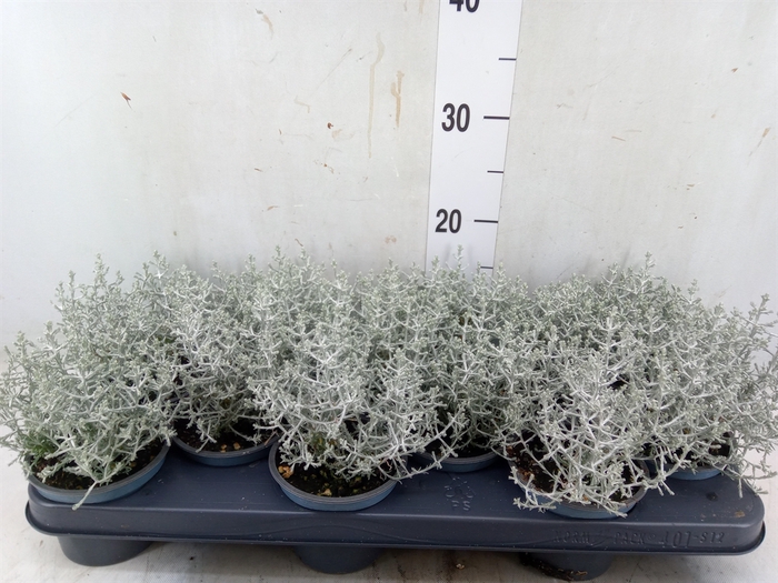 <h4>Leucophyta     [Calocephalus]</h4>