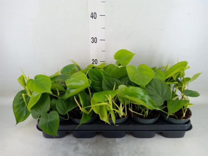 <h4>Philodendron scand.</h4>