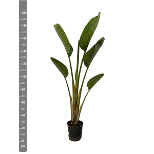 STRELITZIA NICOLAI