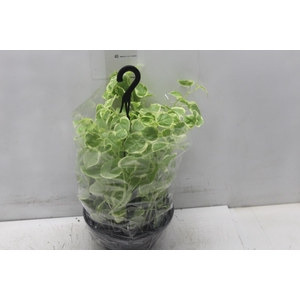 PEPEROMIA SCANDENS C21