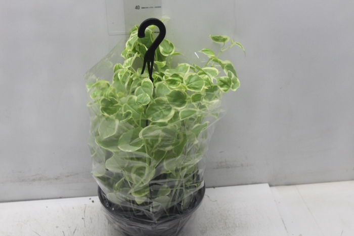 <h4>PEPEROMIA SCANDENS C21</h4>