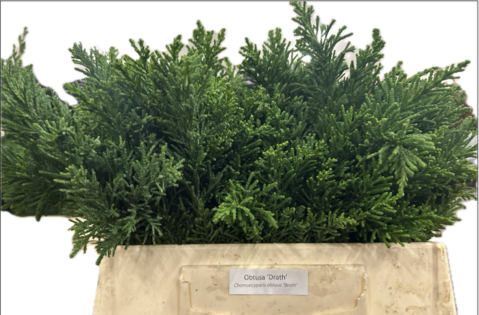 Coniferen Per Bunch Obtusa Draht