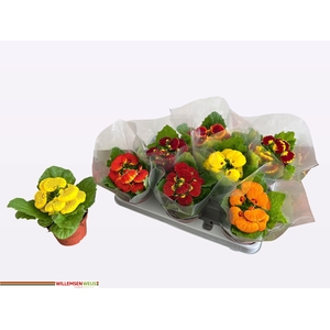 CALC X HERBEOHYBRIDA