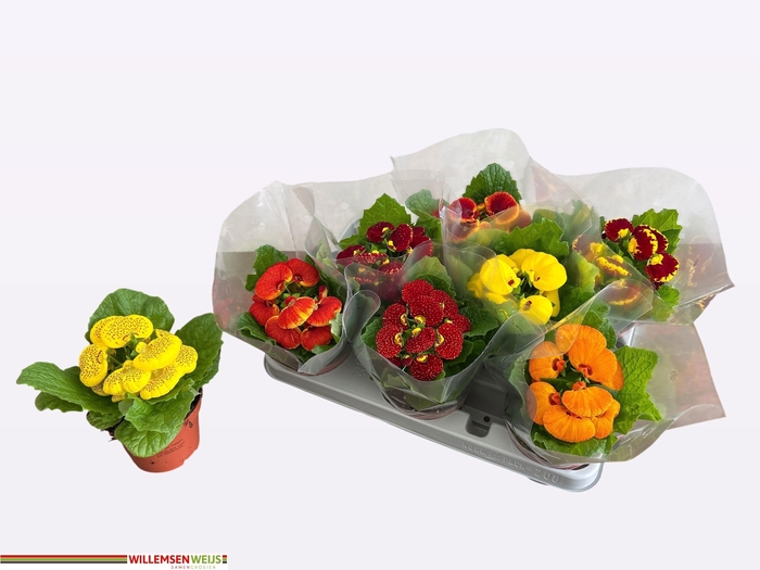 <h4>CALC X HERBEOHYBRIDA</h4>