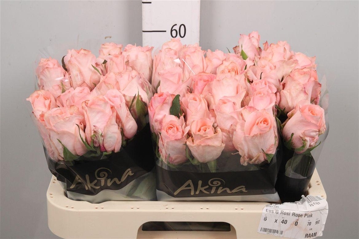 <h4>R Gr Baby Doll</h4>