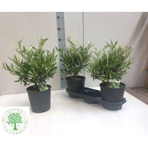 .Olea europaea