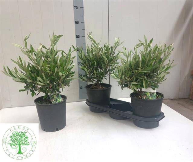 <h4>.Olea europaea</h4>