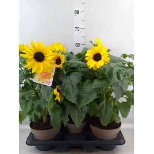 Helianthus an. 'Sunfinity Yel Cent'